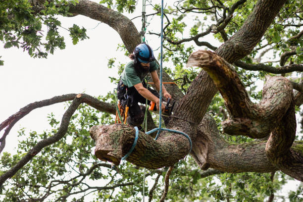 How Our Tree Care Process Works  in  Lookout Mountain, AL