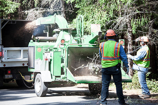 Leaf Removal in Lookout Mountain, AL